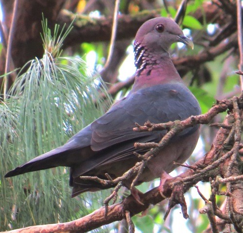 Sri Lanka Wood-Pigeon - ML206187631