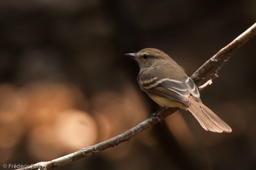 Fuscous Flycatcher - ML206187711