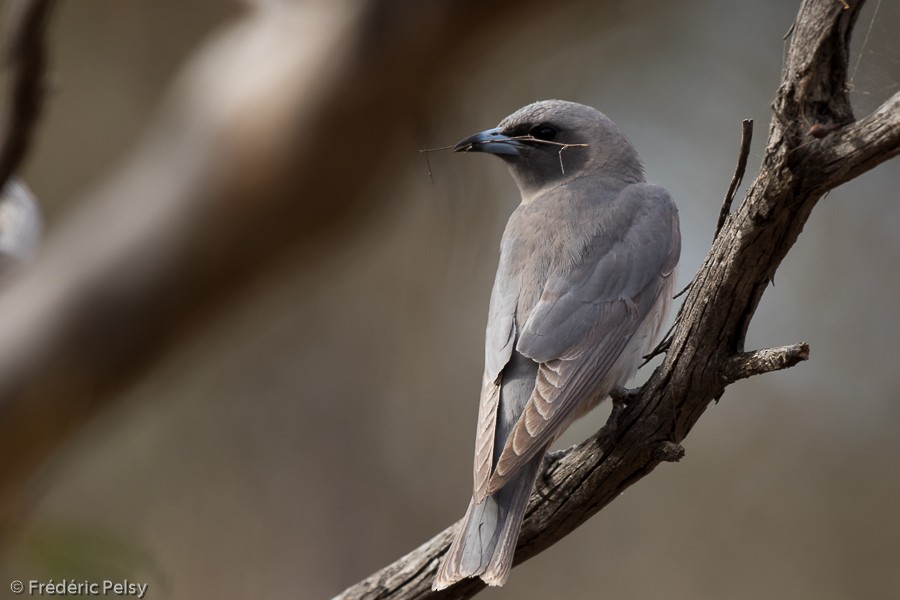 Masked Woodswallow - ML206188701