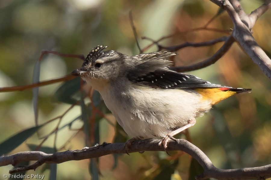 Pardalote pointillé (xanthopyge) - ML206188721