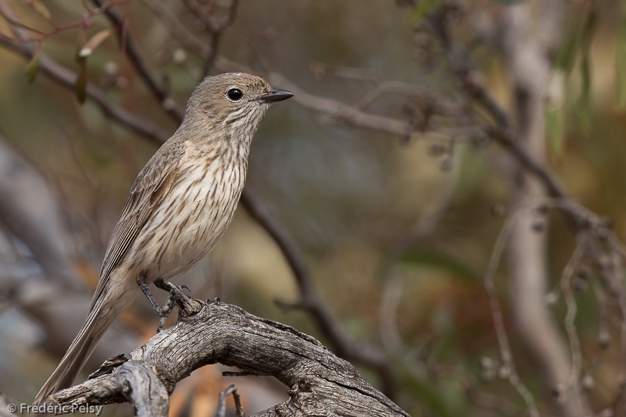 Rufous Whistler - ML206188751