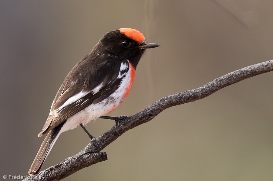Red-capped Robin - ML206188761