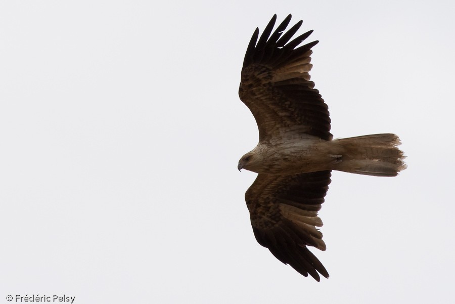 Whistling Kite - ML206188771