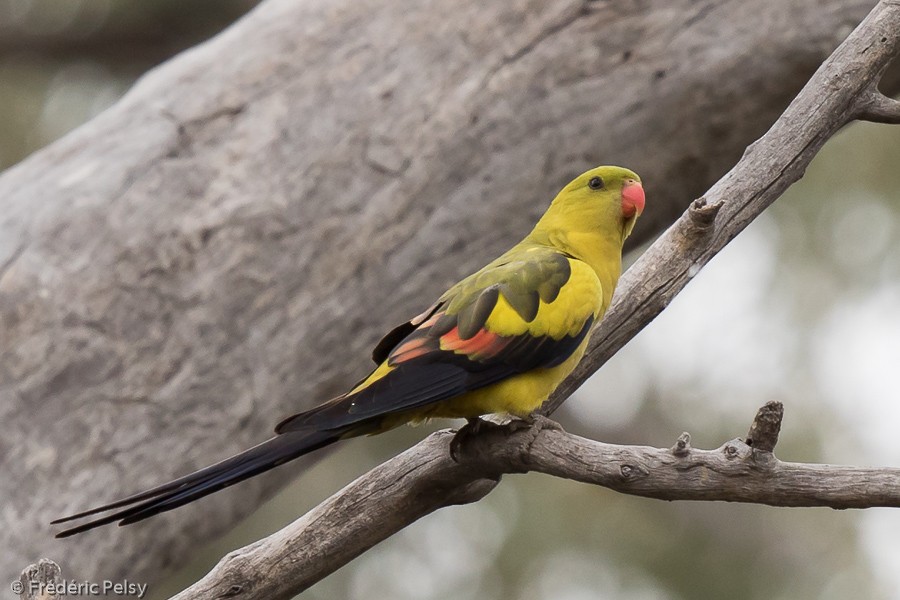 Regent Parrot - ML206188781