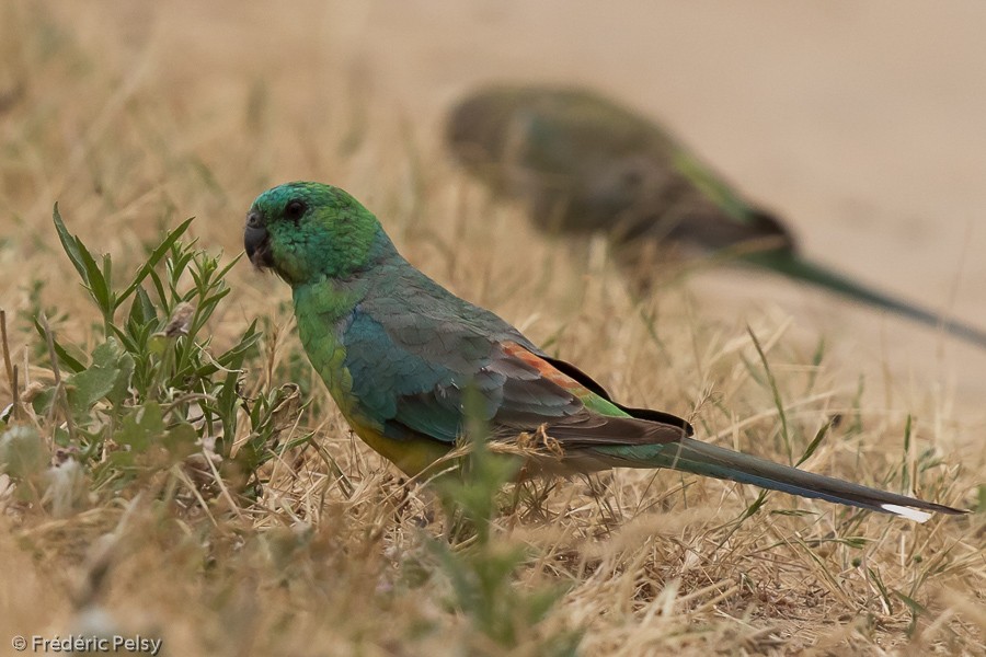 Red-rumped Parrot - ML206188791