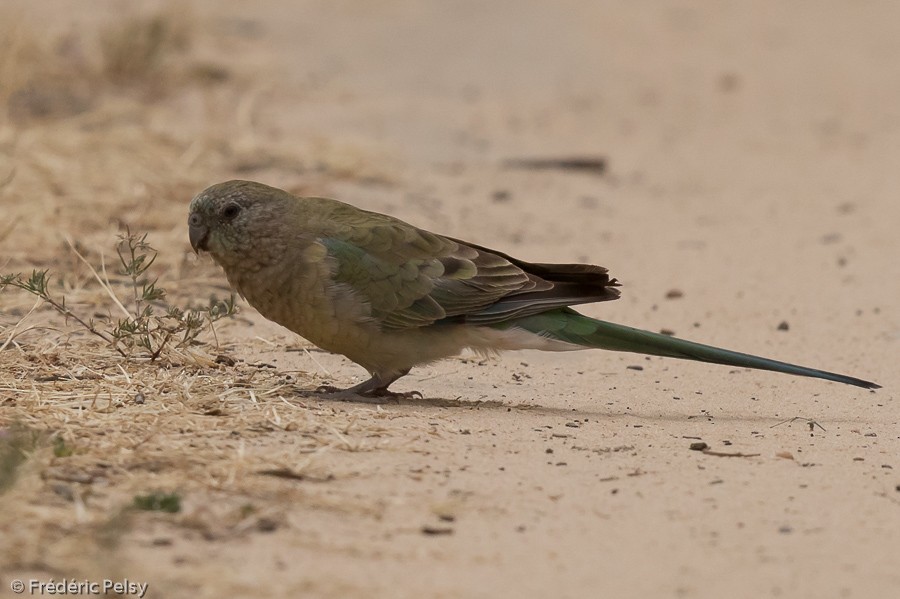 Red-rumped Parrot - ML206188801