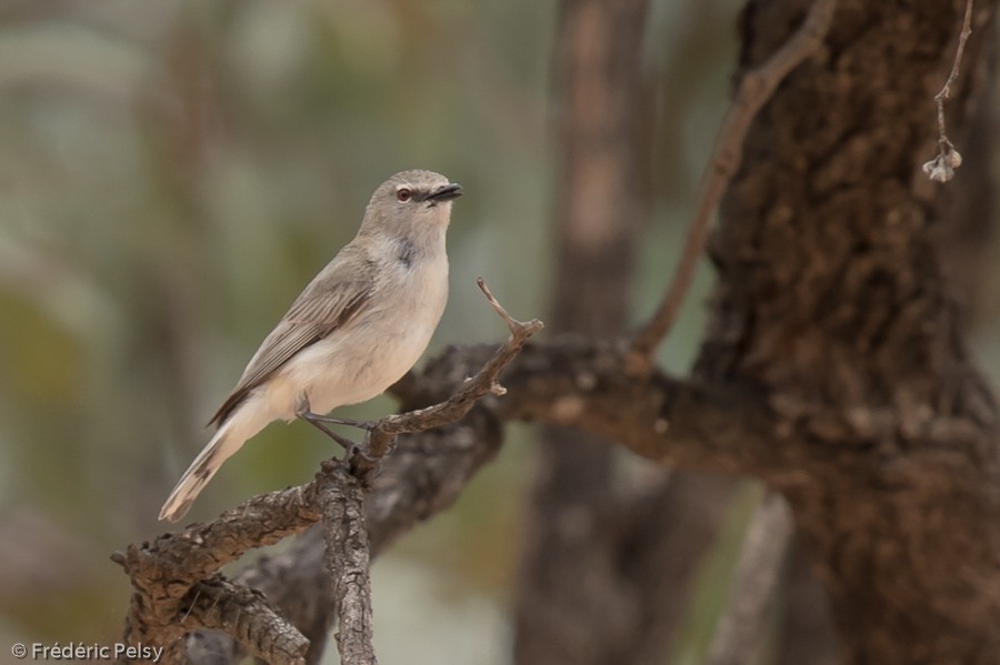 Western Gerygone - ML206188811