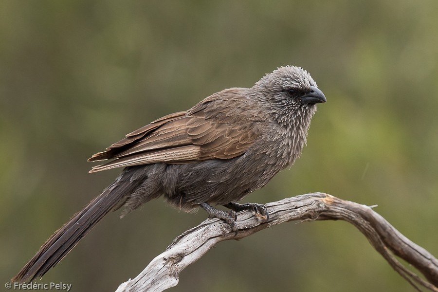 Apostlebird - ML206188821