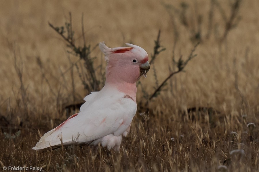 Pink Cockatoo - Frédéric PELSY