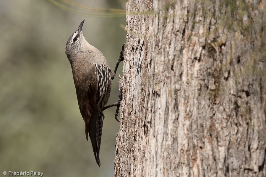 White-browed Treecreeper - ML206188901