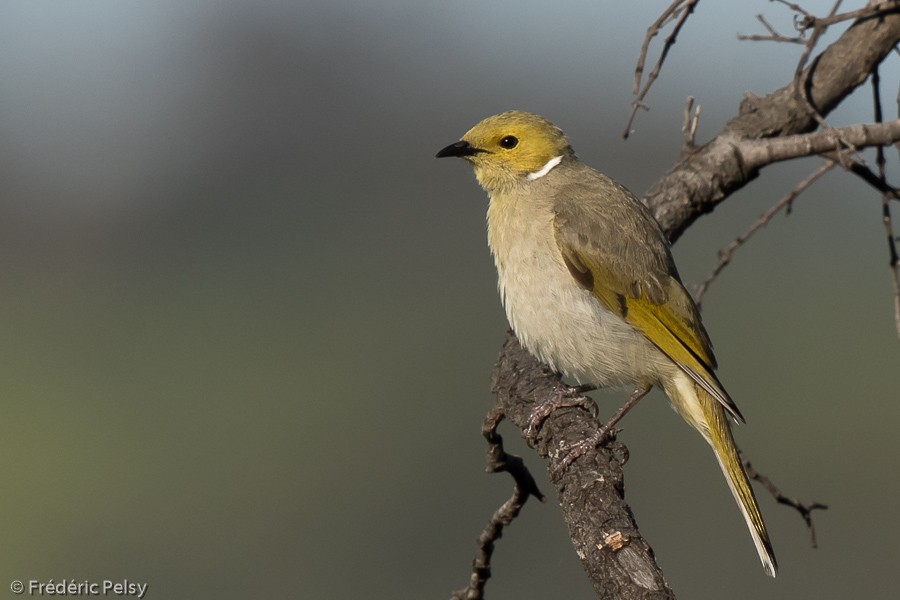 White-plumed Honeyeater - Frédéric PELSY