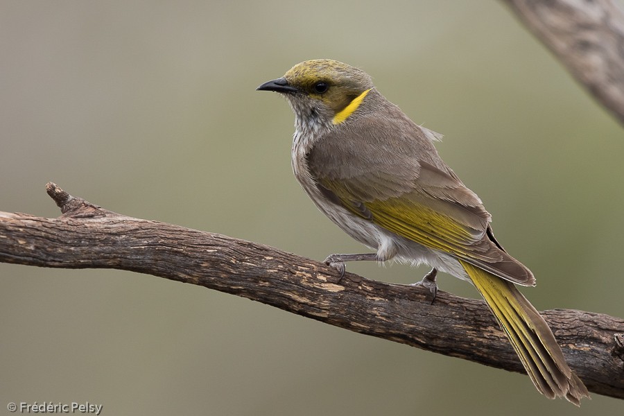 Yellow-plumed Honeyeater - ML206188981