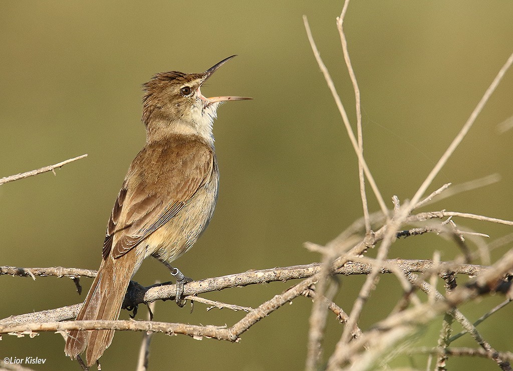 Clamorous Reed Warbler - ML206189221