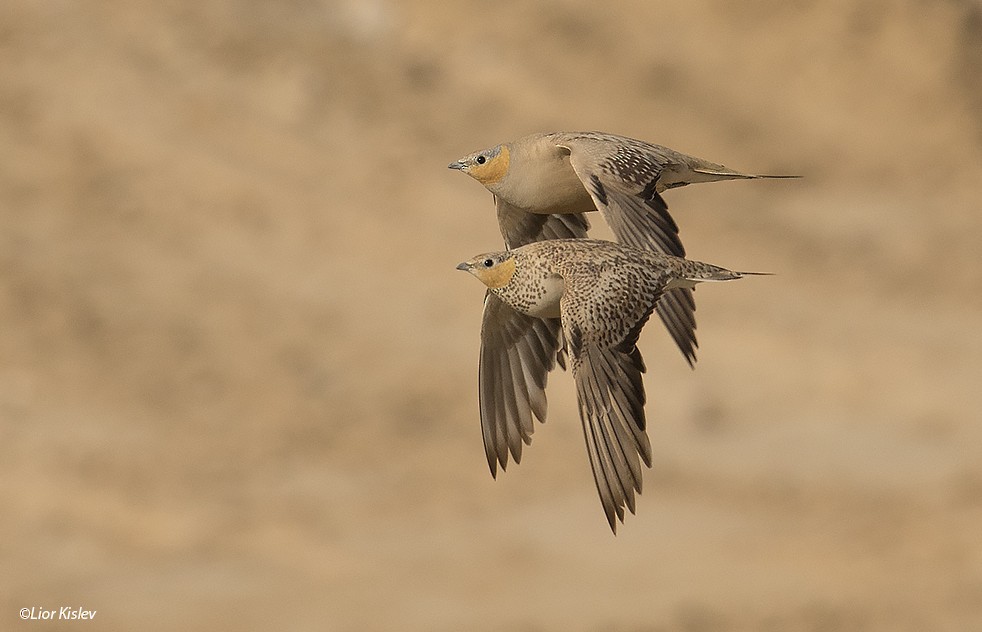 Spotted Sandgrouse - ML206189251