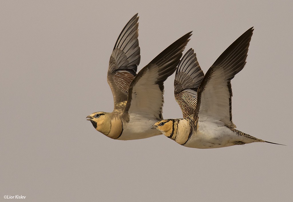 Pin-tailed Sandgrouse - ML206189261