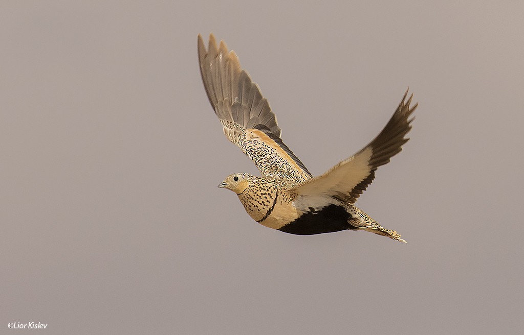 Black-bellied Sandgrouse - ML206189271