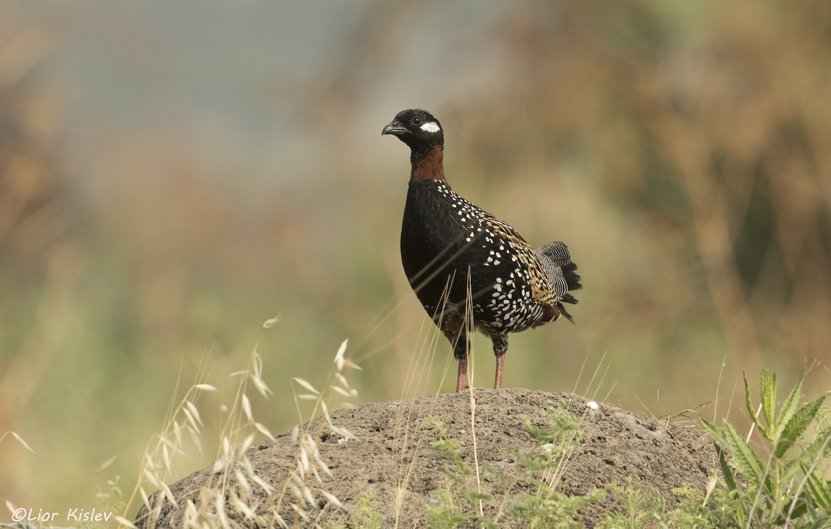 Black Francolin (Western) - Lior Kislev