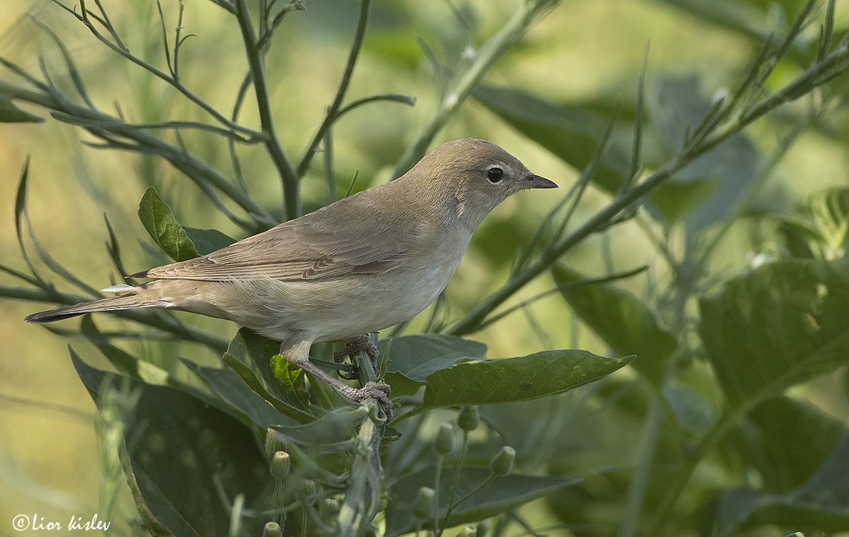Garden Warbler - ML206189591