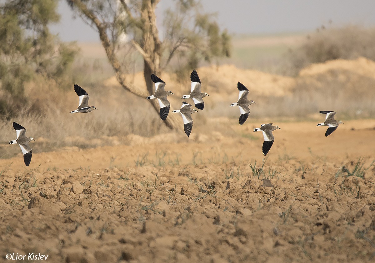 Sociable Lapwing - ML206189641