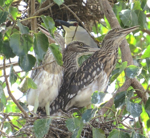 Black-crowned Night Heron (Eurasian) - ML206190231