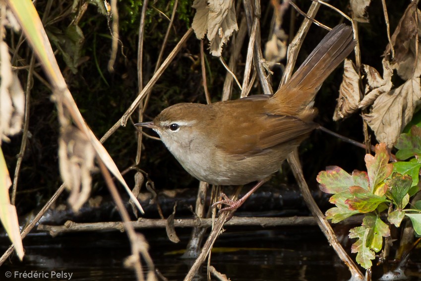 Cetti's Warbler - ML206190561