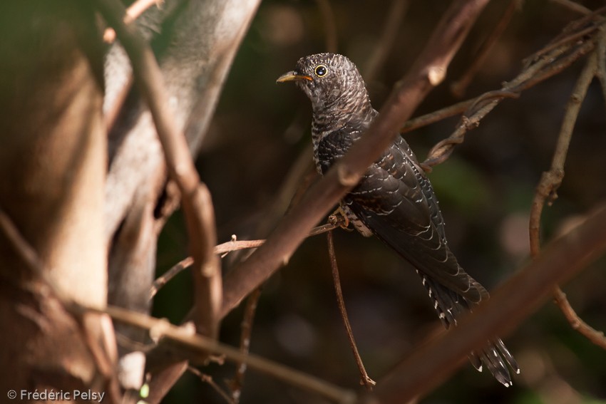 Madagascar Cuckoo - ML206190661