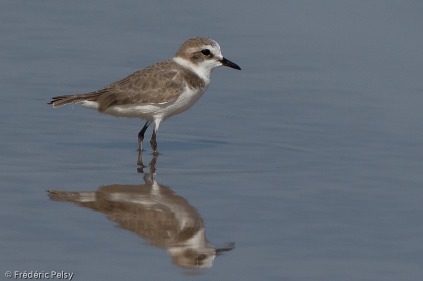 Kentish Plover (Kentish) - ML206190881