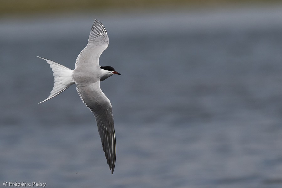 Flussseeschwalbe (hirundo/tibetana) - ML206190931