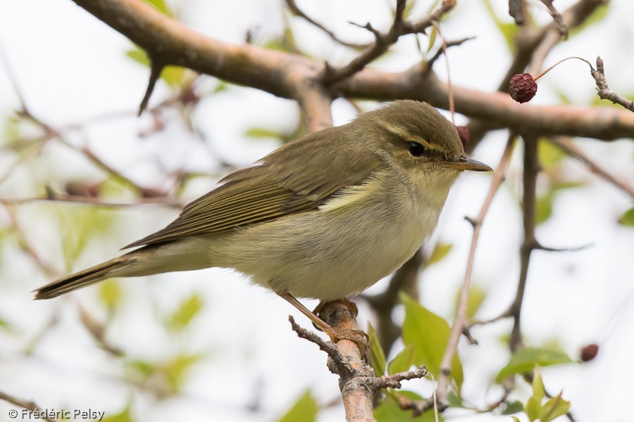 Mosquitero Boreal - ML206190951