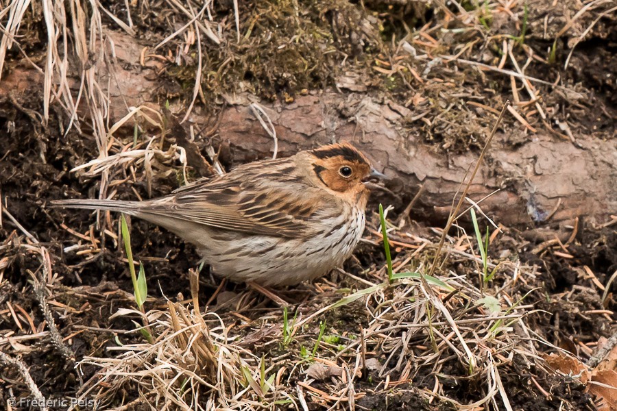 Little Bunting - ML206191001