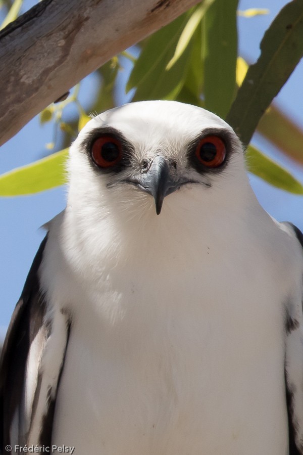 Letter-winged Kite - ML206191311