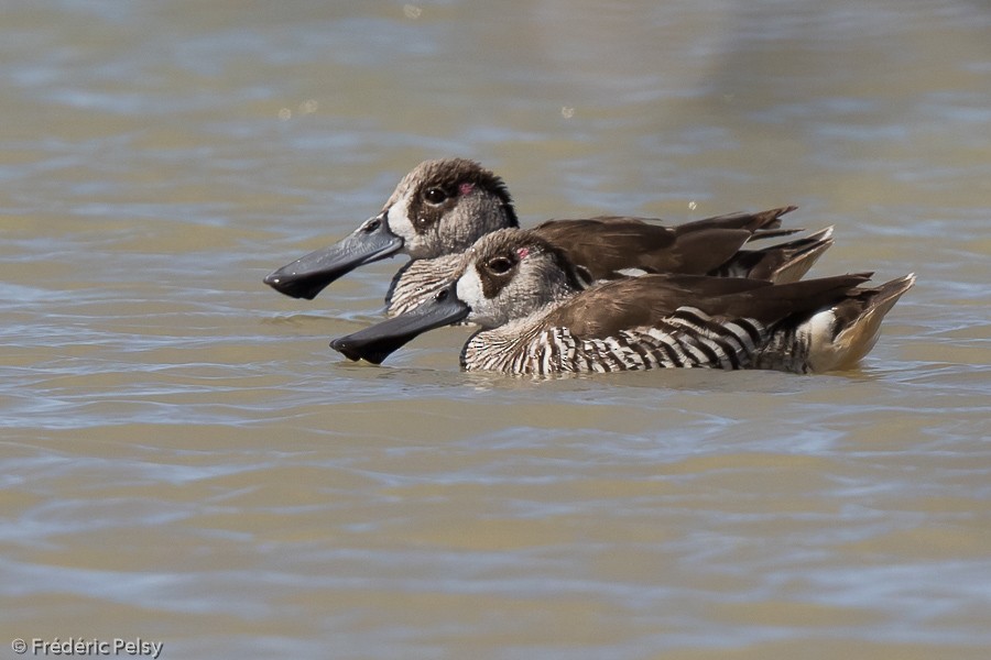 Pink-eared Duck - ML206191361