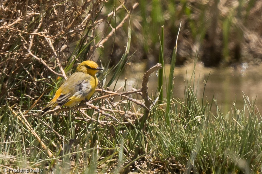 Yellow Chat - ML206191481