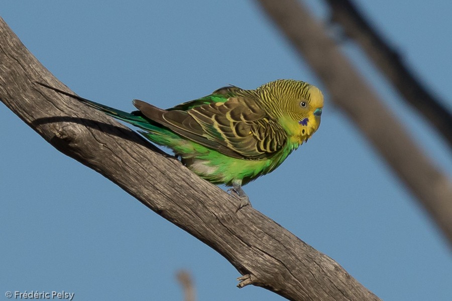 Budgerigar - ML206191521