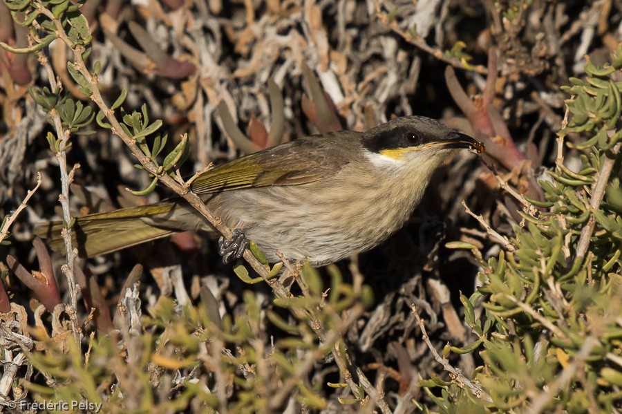 Singing Honeyeater - ML206191611