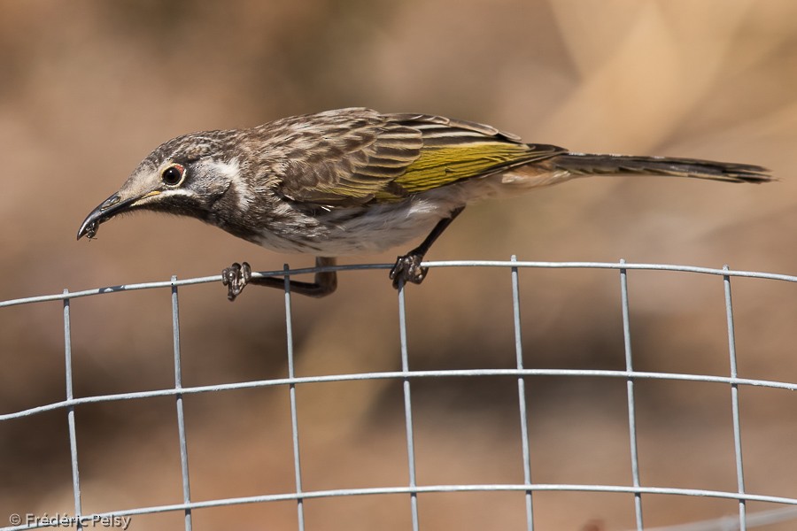 White-fronted Honeyeater - ML206191661