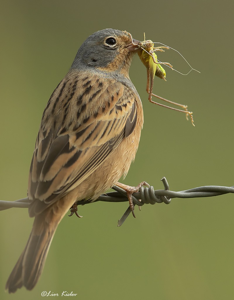 Cretzschmar's Bunting - Lior Kislev