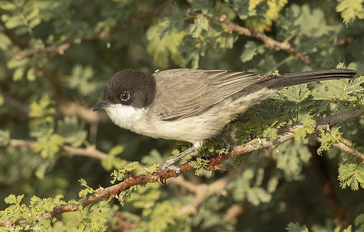 Arabian Warbler - ML206191971