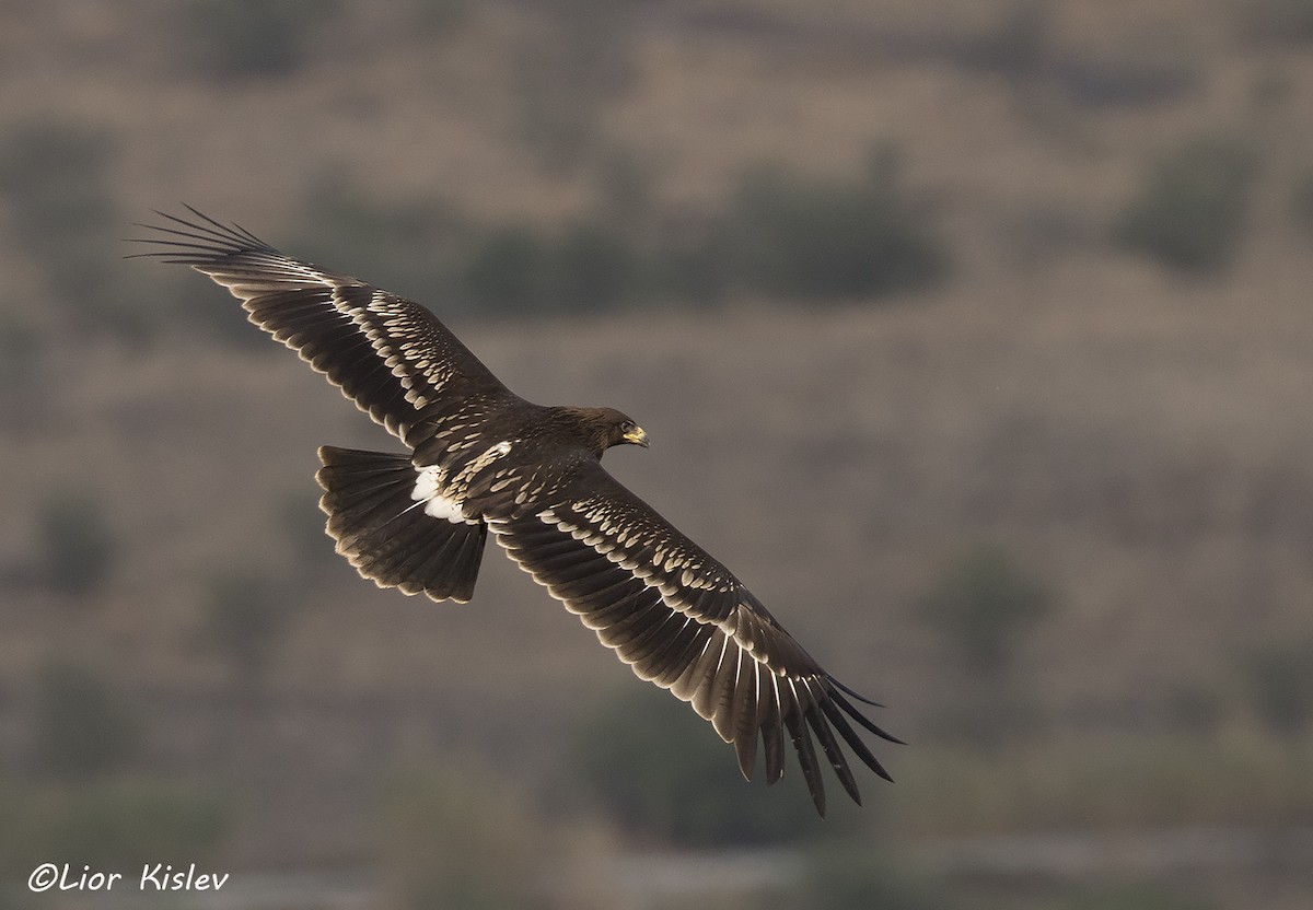 Greater Spotted Eagle - Lior Kislev