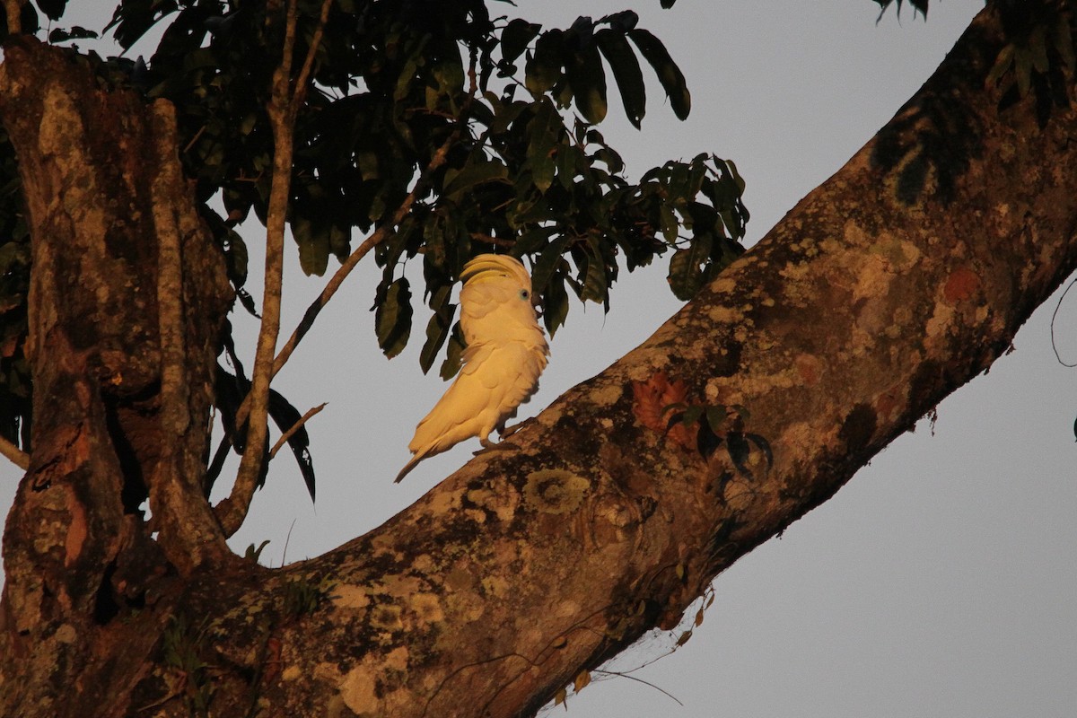 Blue-eyed Cockatoo - ML206192141