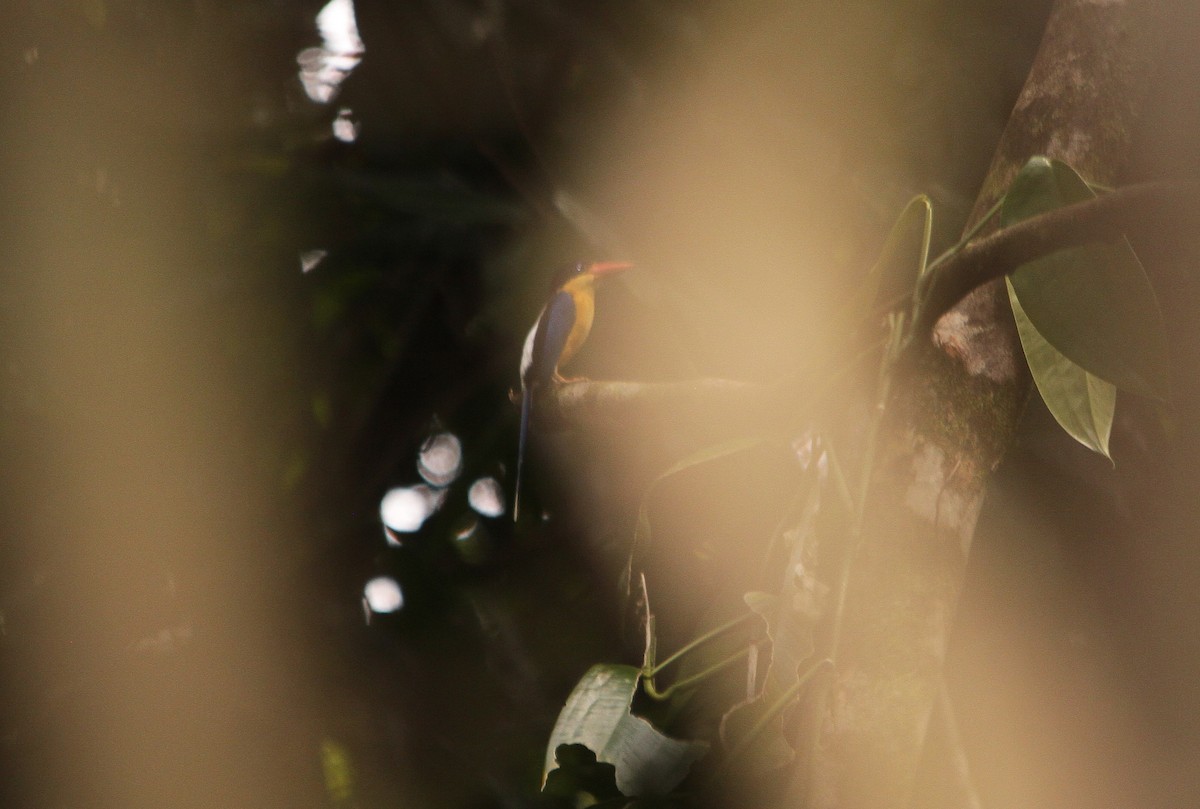 Black-capped Paradise-Kingfisher - ML206192201