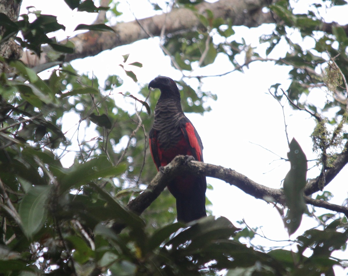 Pesquet's Parrot - Neil Osborne