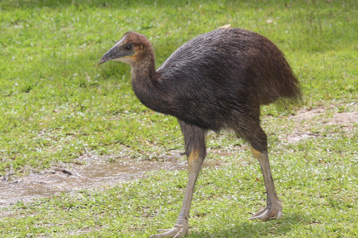 Southern Cassowary - ML206192261