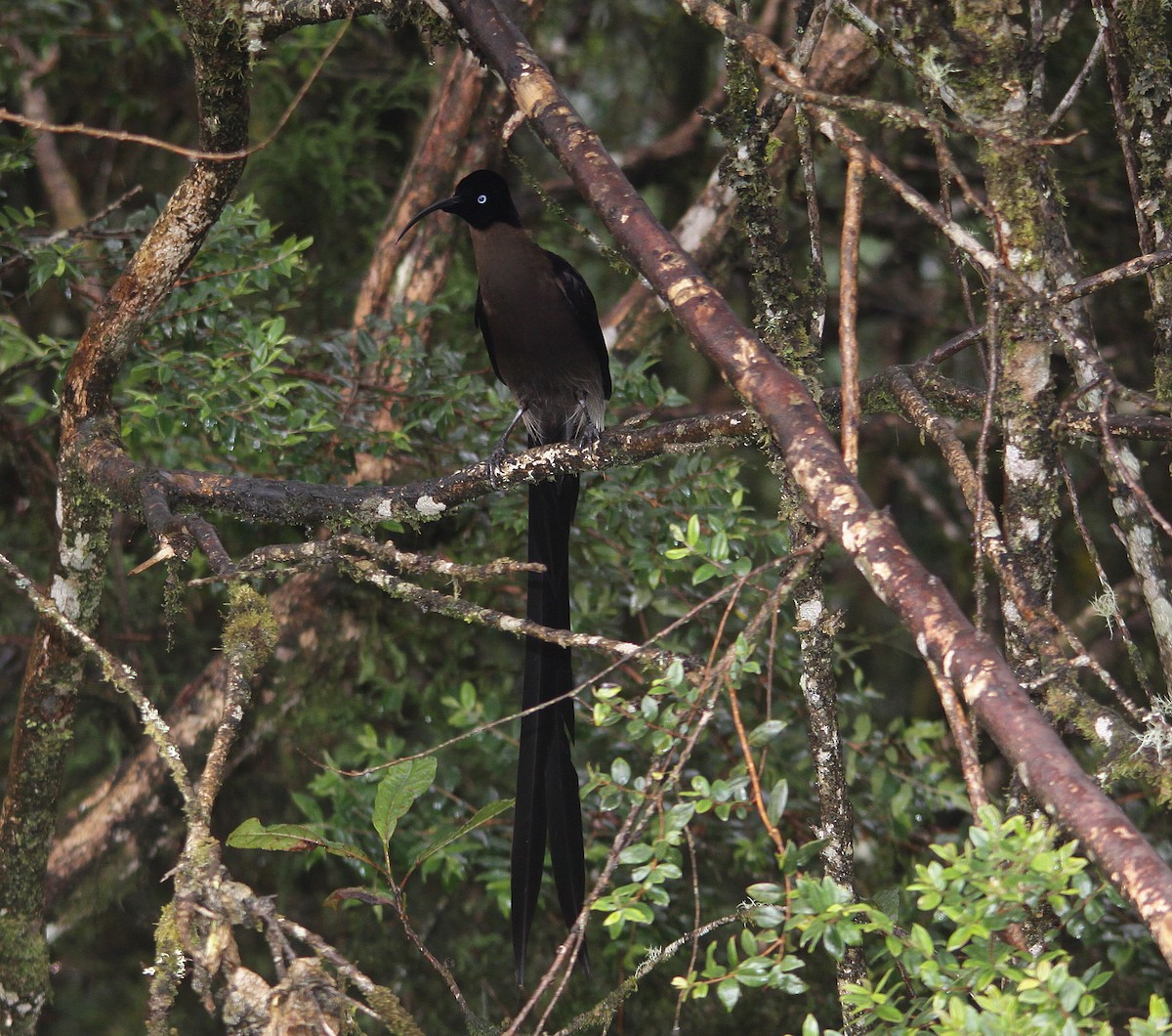 Brown Sicklebill - Neil Osborne