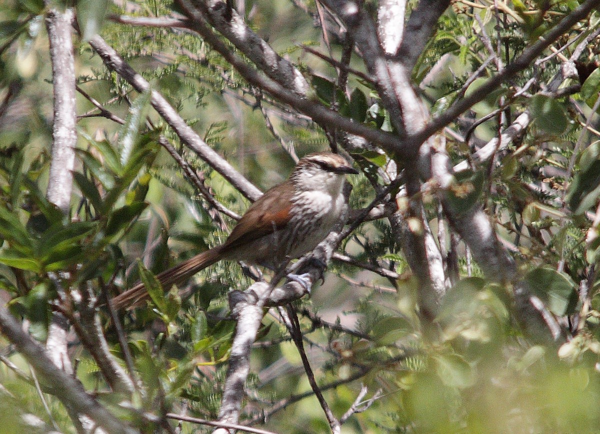 Great Spinetail - Neil Osborne