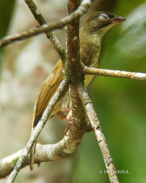 Malaysian Honeyguide - Daisy O'Neill