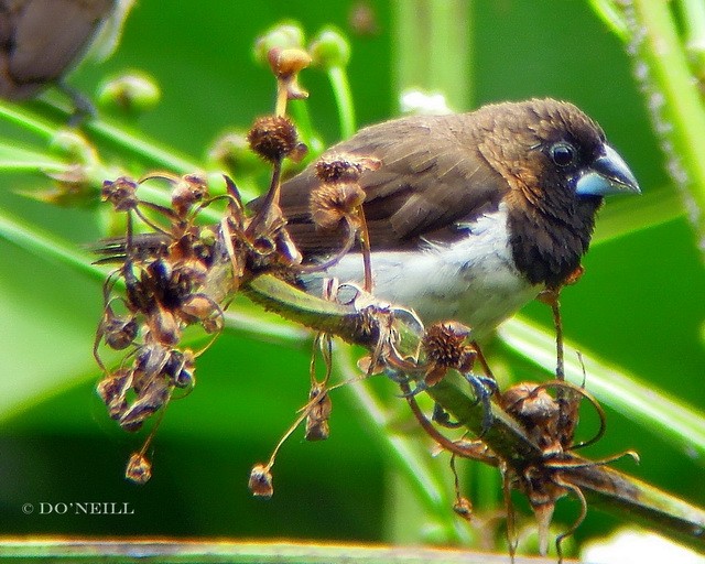 Javan Munia - ML206192571