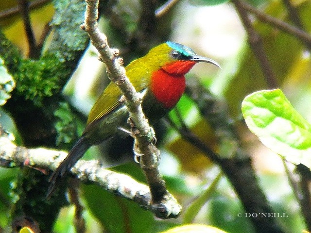 White-flanked Sunbird - ML206192691