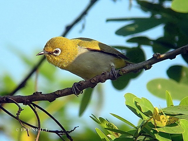 Swinhoe's White-eye - ML206192751