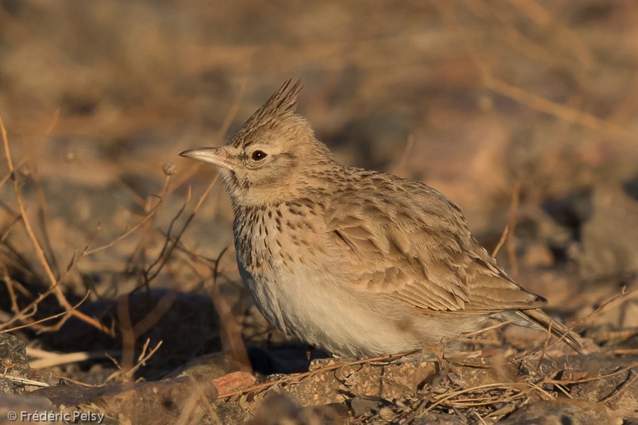 Crested Lark - ML206192931